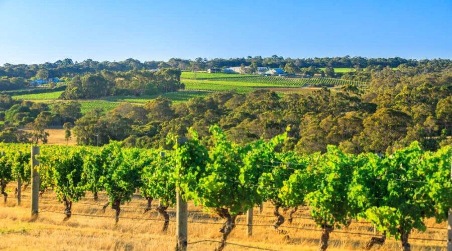 Best Wineries in the Margaret River Region