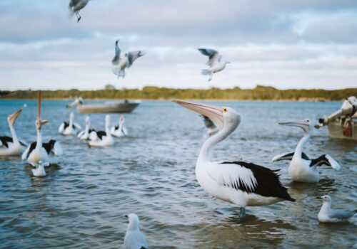 Pelicans in Margaret River.