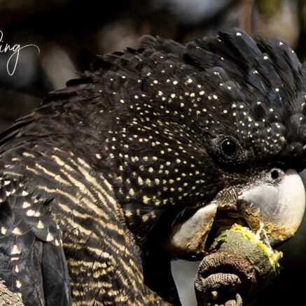 Cockatoo Eating