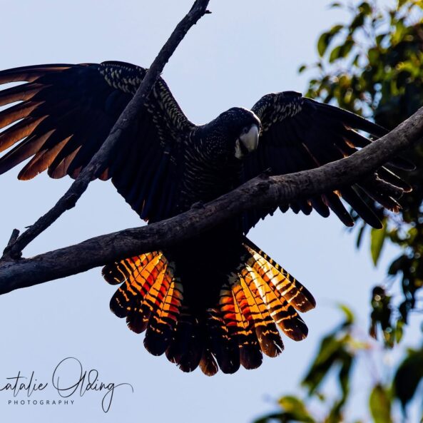 Cockatoo wings spread