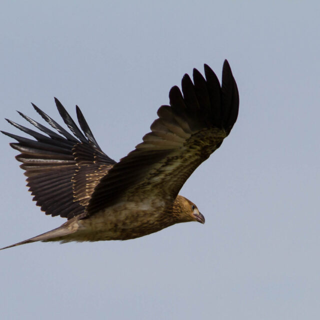 Swamp harrier 02