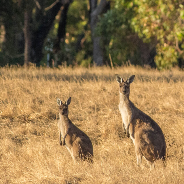 Western Grey Kangaroo 04