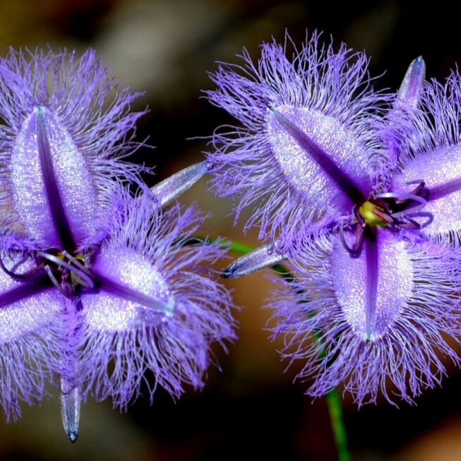 fringe lily facebook
